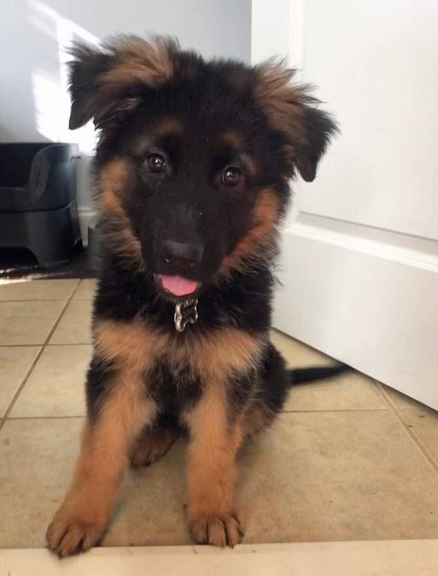 Schäferhund-Welpen zu verkaufen