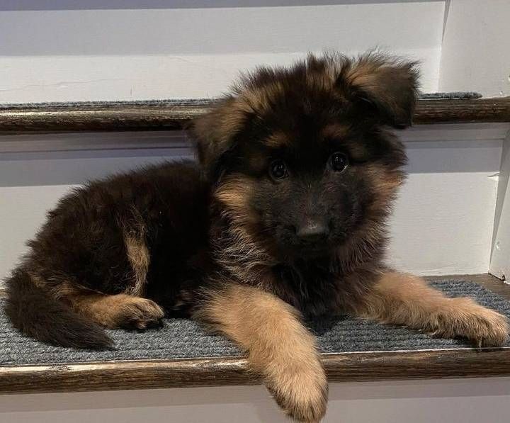 Schäferhund-Welpen zu verkaufen