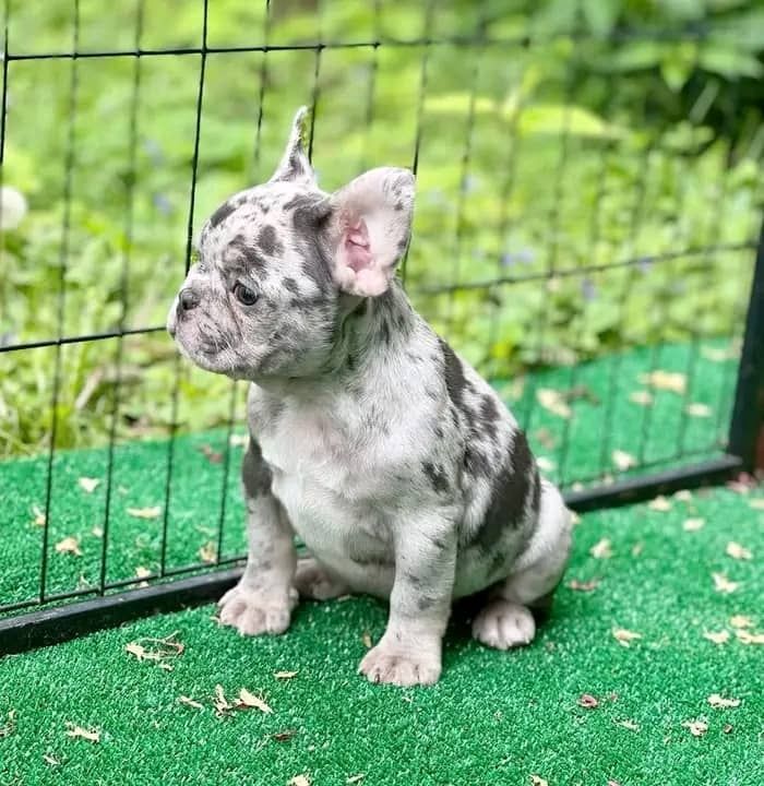 Französische Bulldoggenwelpen abzugeben