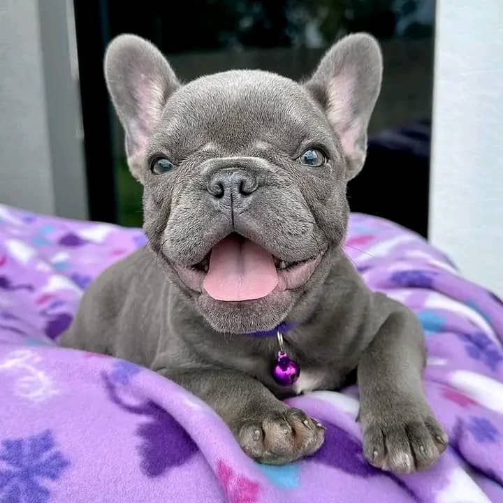 Französische Bulldoggenwelpen abzugeben