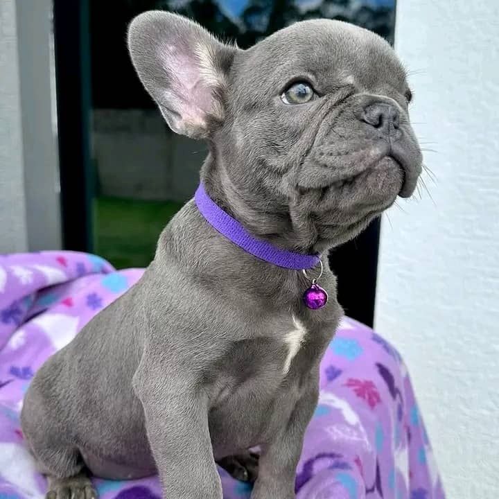Französische Bulldoggenwelpen abzugeben