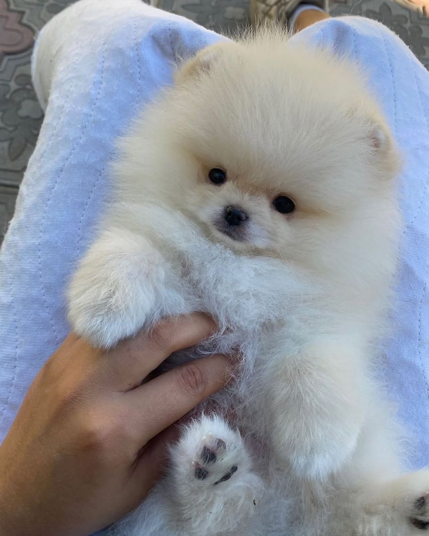 Bezaubernde Pomeranian-Welpen abzugeben