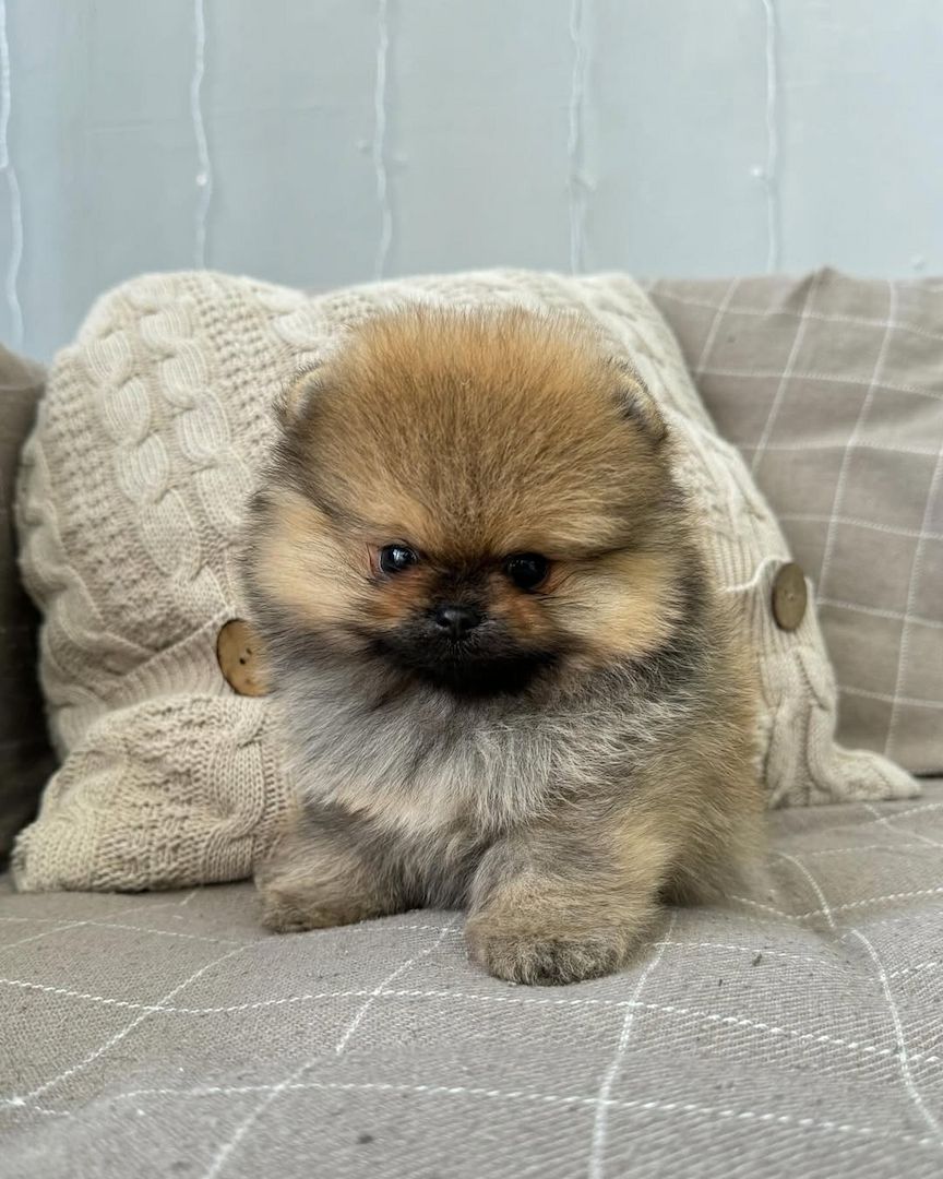 Bezaubernde Pomeranian-Welpen abzugeben