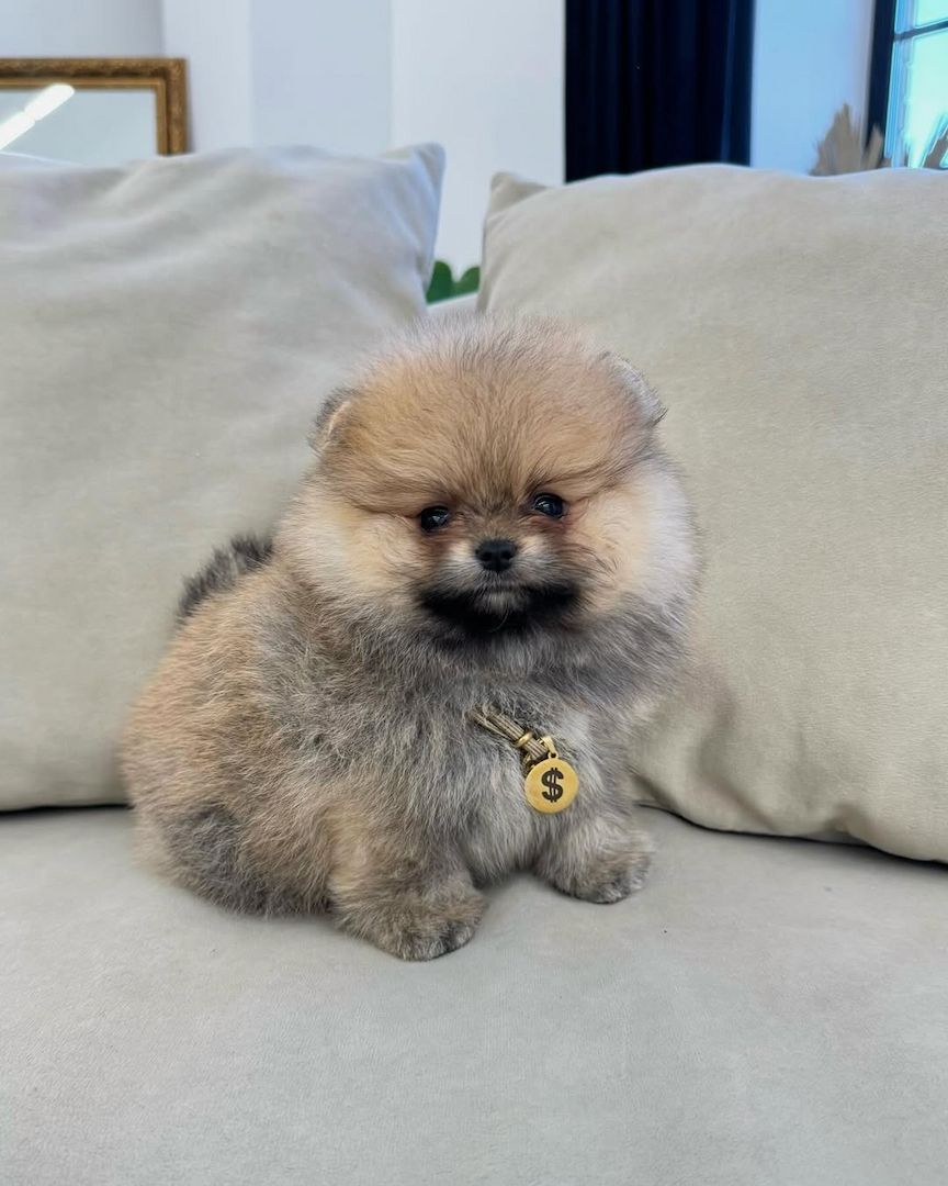 Bezaubernde Pomeranian-Welpen abzugeben