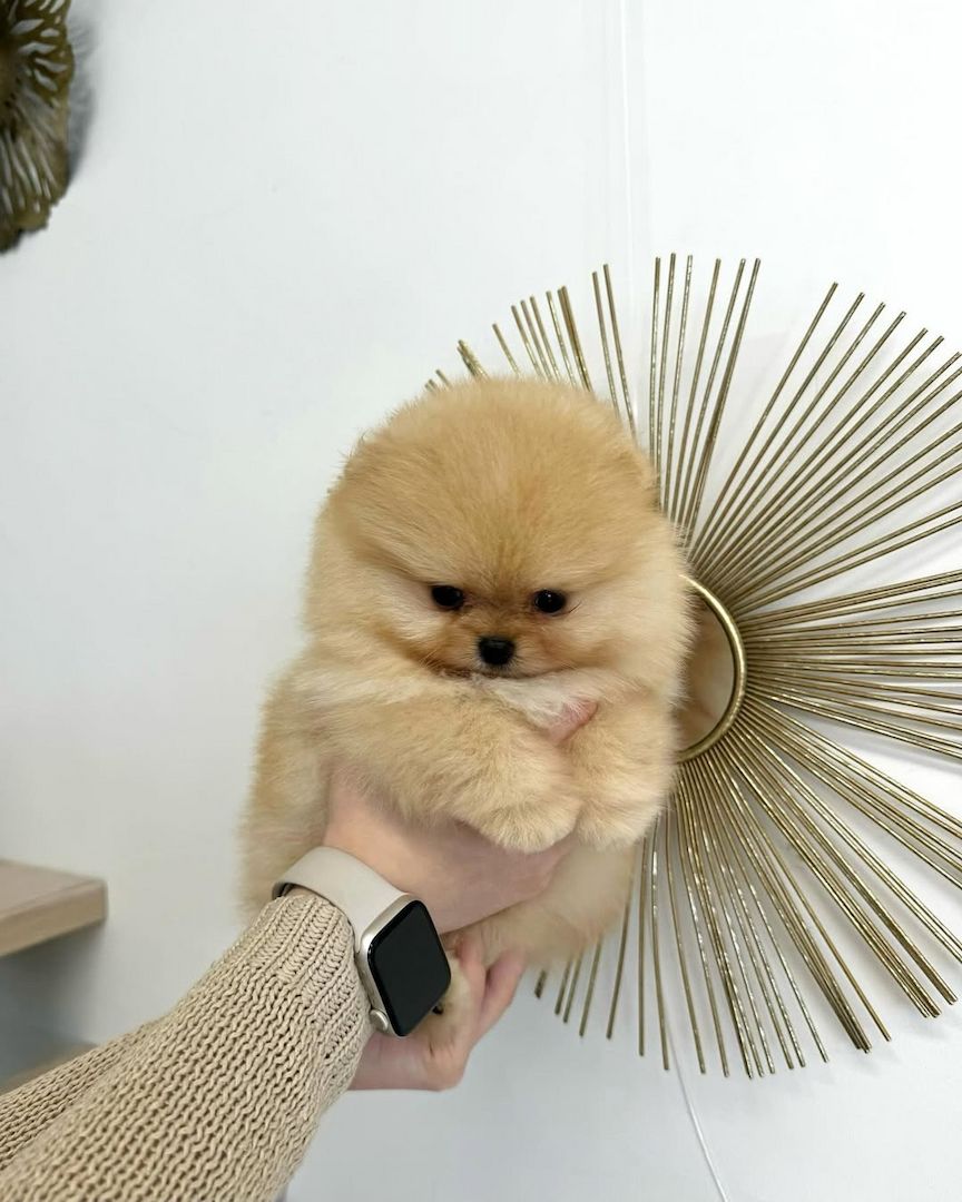 Bezaubernde Pomeranian-Welpen abzugeben