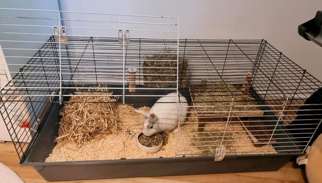 2 Kaninchen mit Käfigen, Freilaufgehege & viel Zubehör – gemeinsam oder einzeln abzugeben