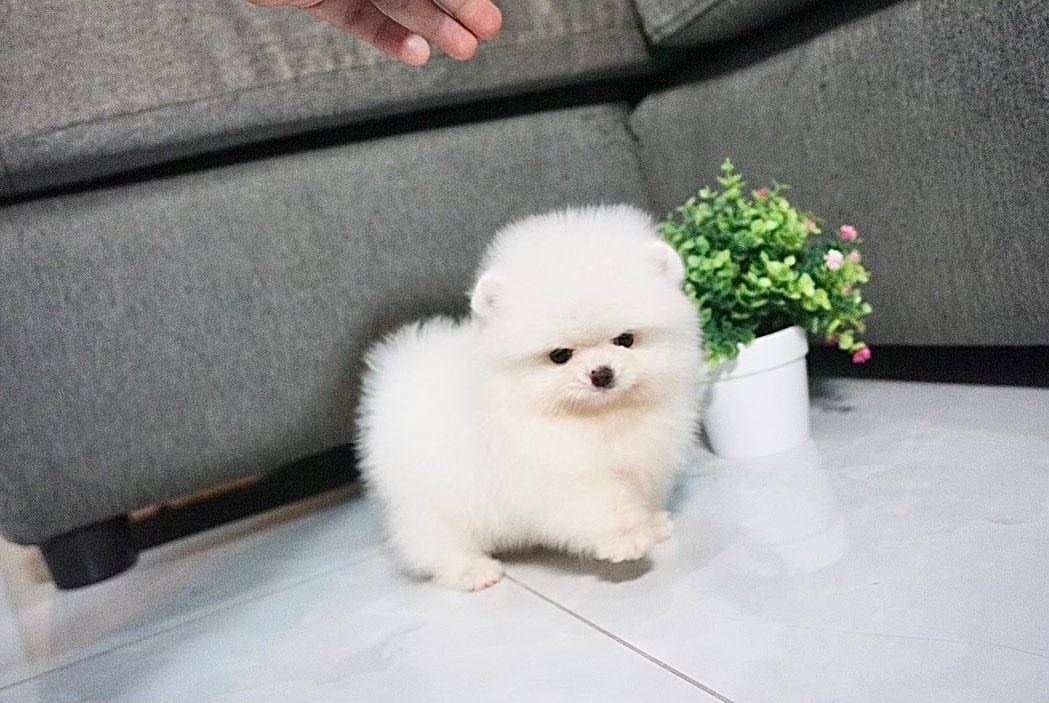 Süße Zwergspitz-Welpen (Pomeranian) zu verkaufen