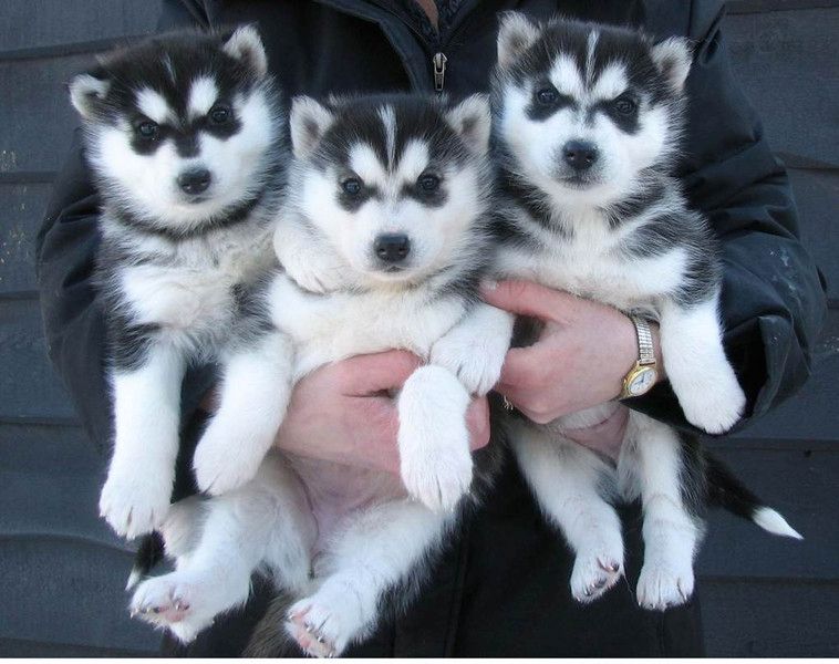 Süße und entzückende Siberian Husky-Welpen