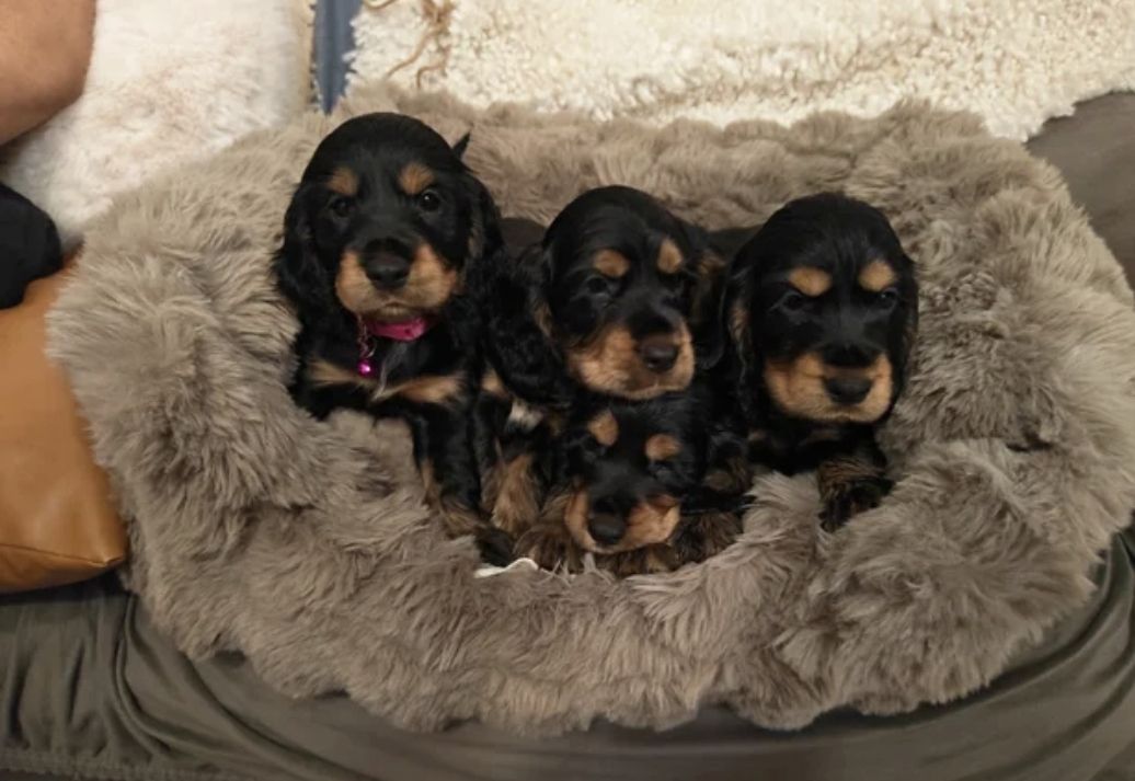 Ein entzückender Show-Cocker Spaniel