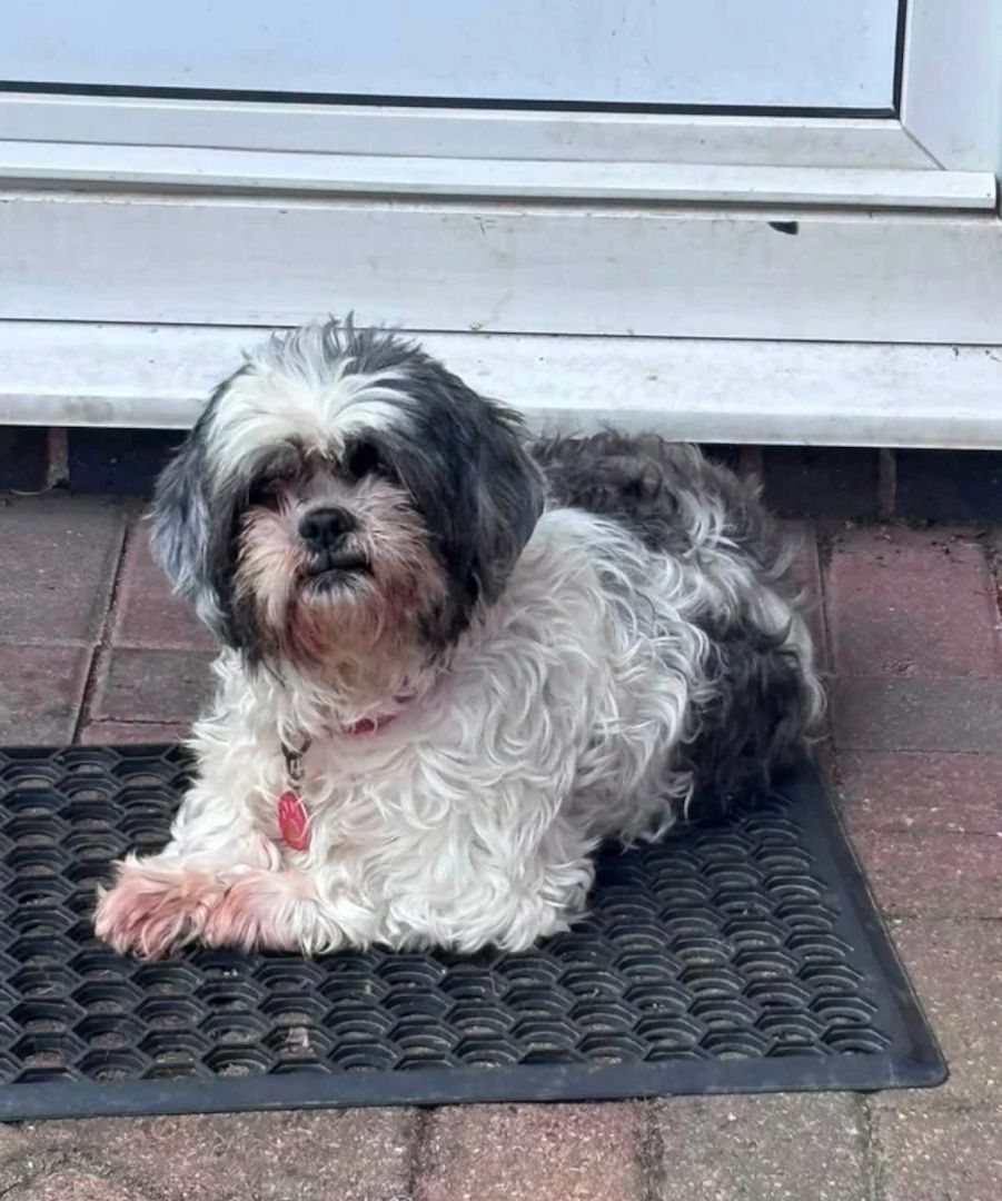 Süße, entzückende Shih Tzu-Welpen