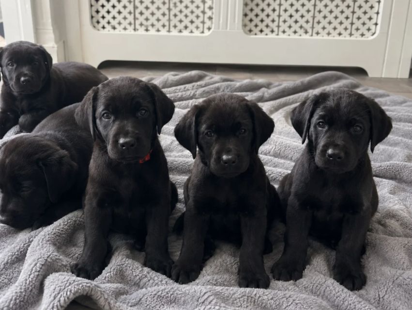 Wunderschöne schwarze Labrador-Welpen (KC-registriert)