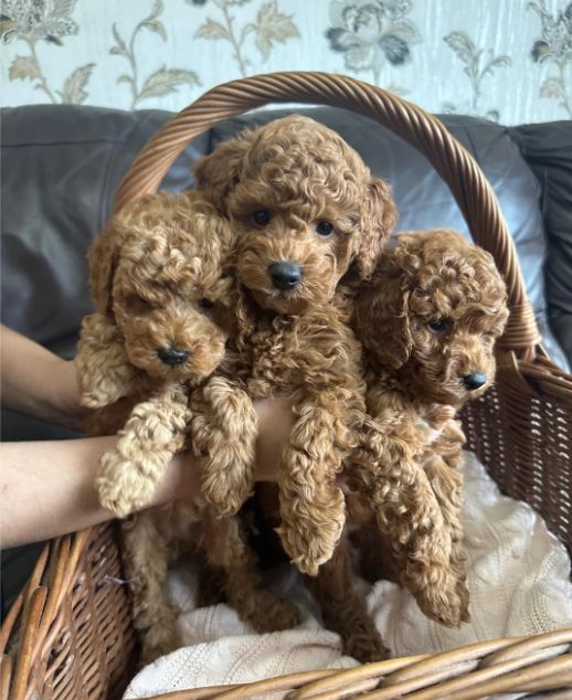 KC-registrierte Toy-Pudel-Welpen 😍 🐩