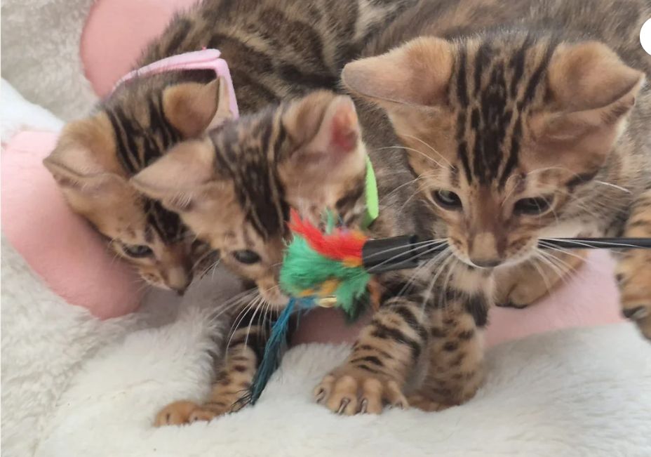 TICA-registrierte Bengal-Kätzchen