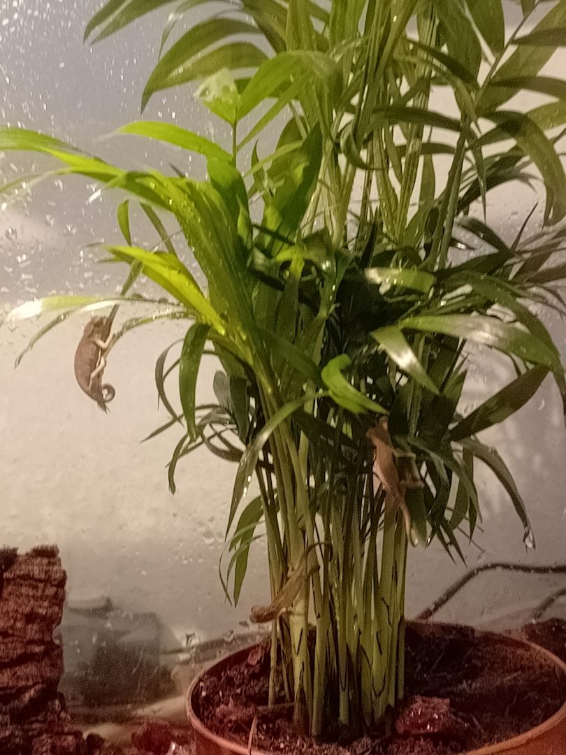 Trioceros Ellioti Zwerge abzugeben