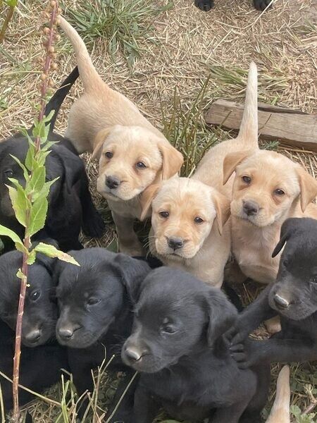 Labrador-Welpen bereit für ihr neues Zuhause.