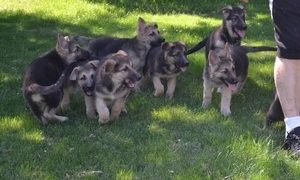 Schäferhund-Welpen zu verkaufen.