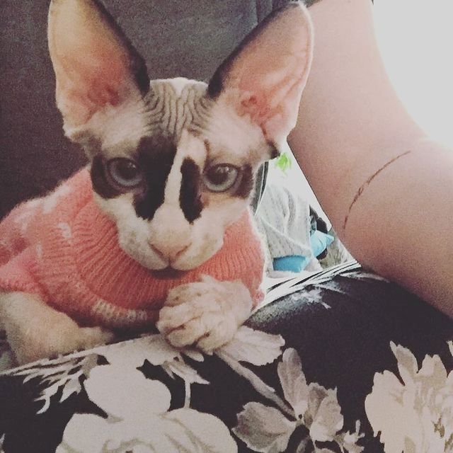 Wunderschöne Sphynx-Kätzchen