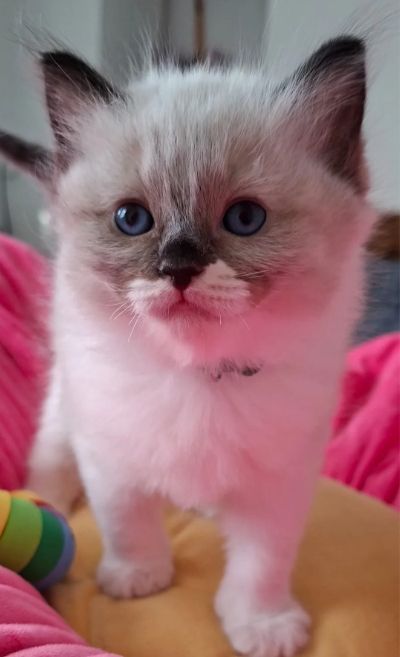 🐈💙Wunderschöne, GCCF-registrierte Ragdoll-Kätzchen 🐱 💙