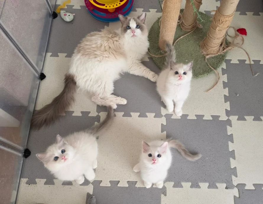 🐾 Wunderschöne Ragdoll-Kätzchen in Blue-Bi-Colour 🐾