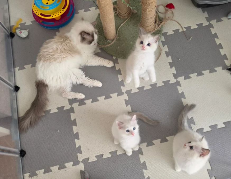 🐾 Wunderschöne Ragdoll-Kätzchen in Blue-Bi-Colour 🐾