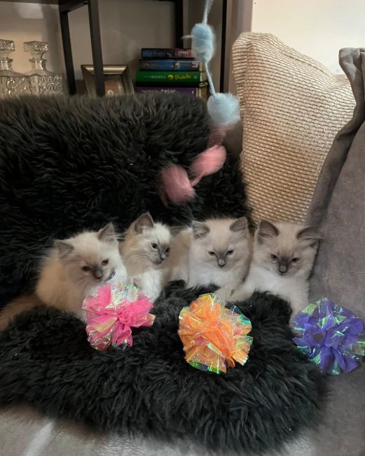 🥰Wunderschöne Ragdoll-Babykätzchen 😍