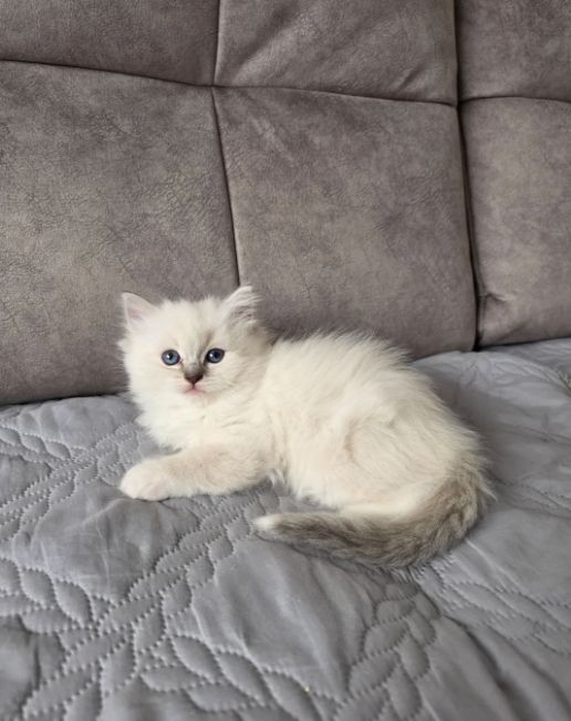 Ragdoll-Kätzchen mit DNA-Test