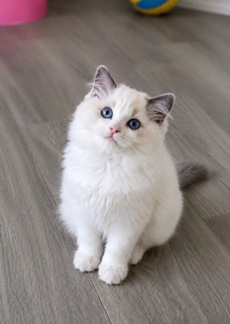 Wunderschönes Ragdoll-Mädchen in Blue Bicolour abzugeben ✨💕