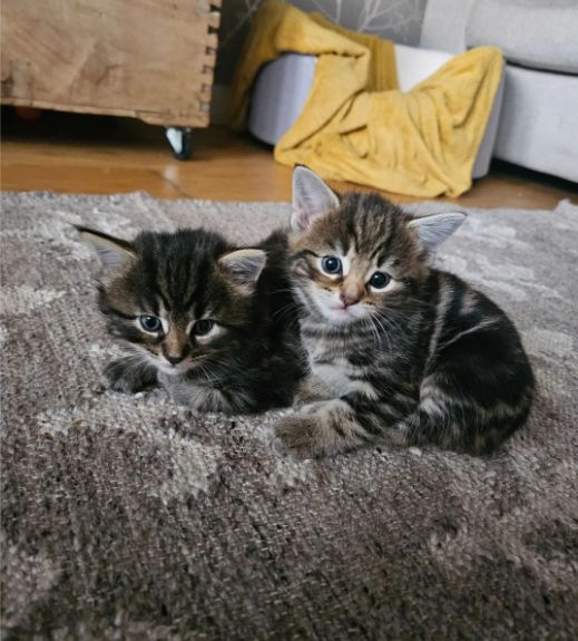 Maine-Coon-Mischlingskätzchen
