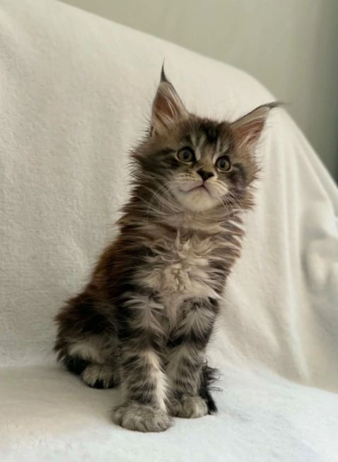 TICA-registrierte XXL-Maine-Coon, Black Silver Tabby