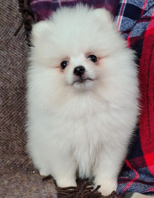 Pomeranian-Welpe mit KC-Registrierung und Ahnentafel zu verkaufen