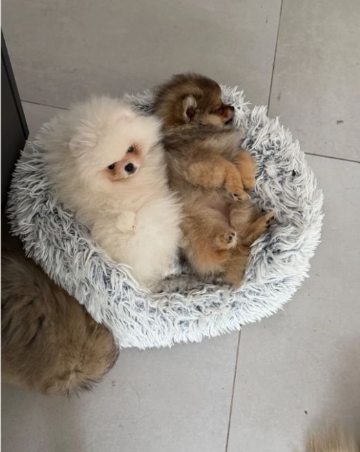 KC-Teddybär-Pommern – Herausragende russische Blutlinien