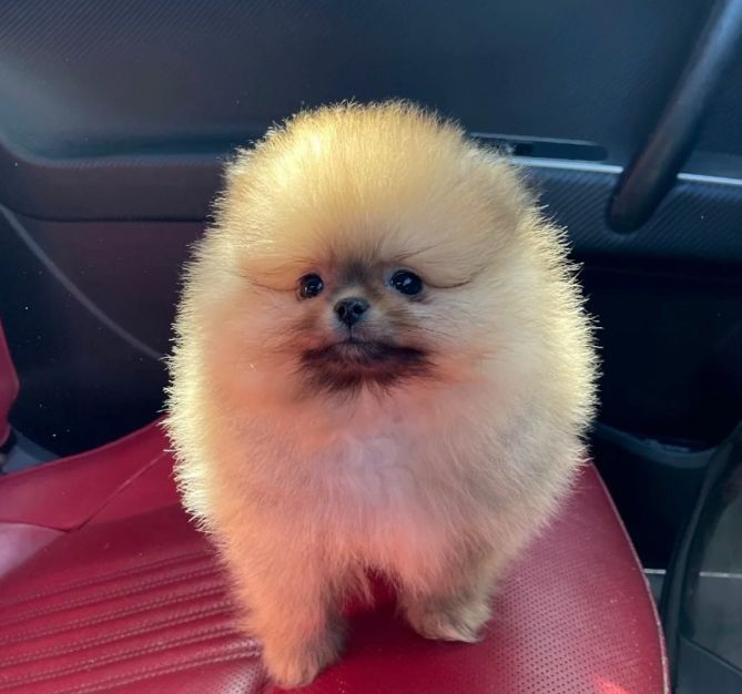 Teddybär-Zwergspitz (Pomeranian) Nala – bald abgabebereit, KC-registriert.