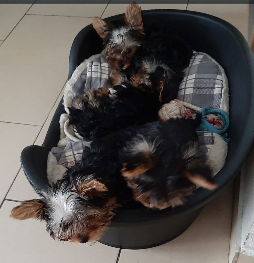 Yorkshire Terrier puppy - female - 4 months old - purebred