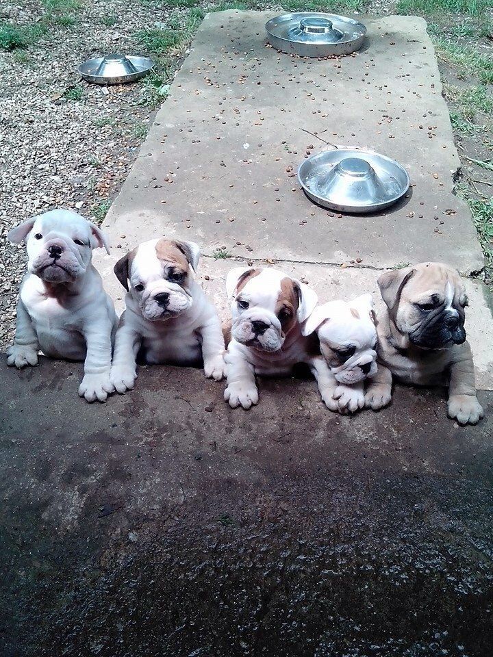 Purebred English Bulldog looking for a new home