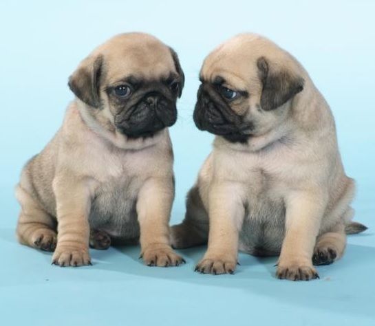 Dear Pug Friends, Purebred Pug Puppies