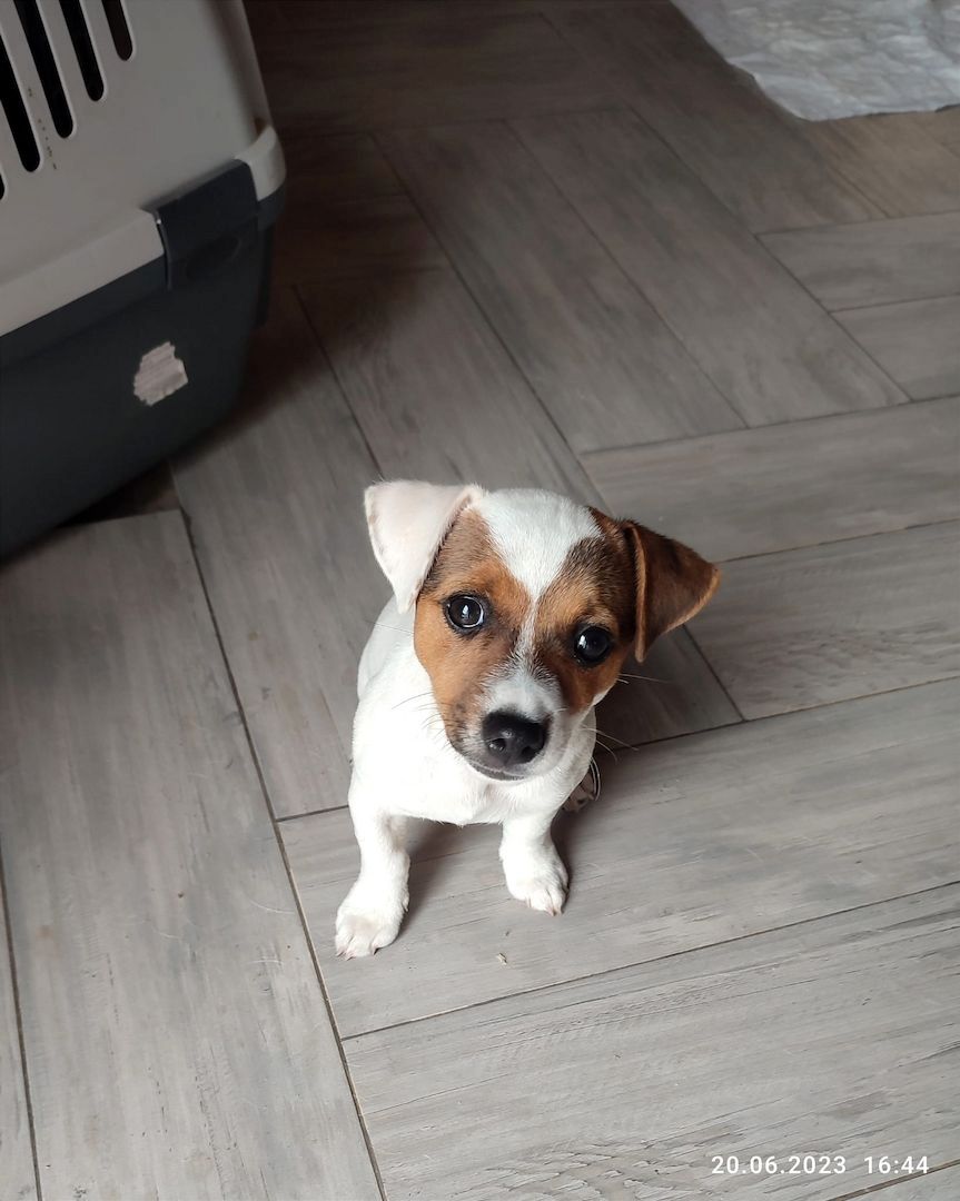 Jack Russell Terrier