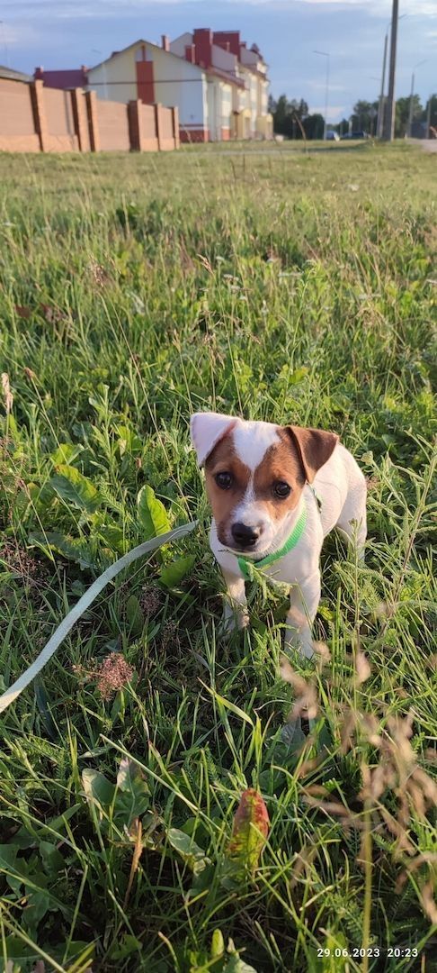 Jack Russell Terrier