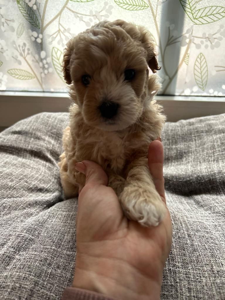 Maltipoo puppies