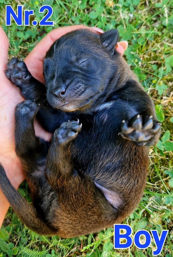 Beautiful Malinois puppies!