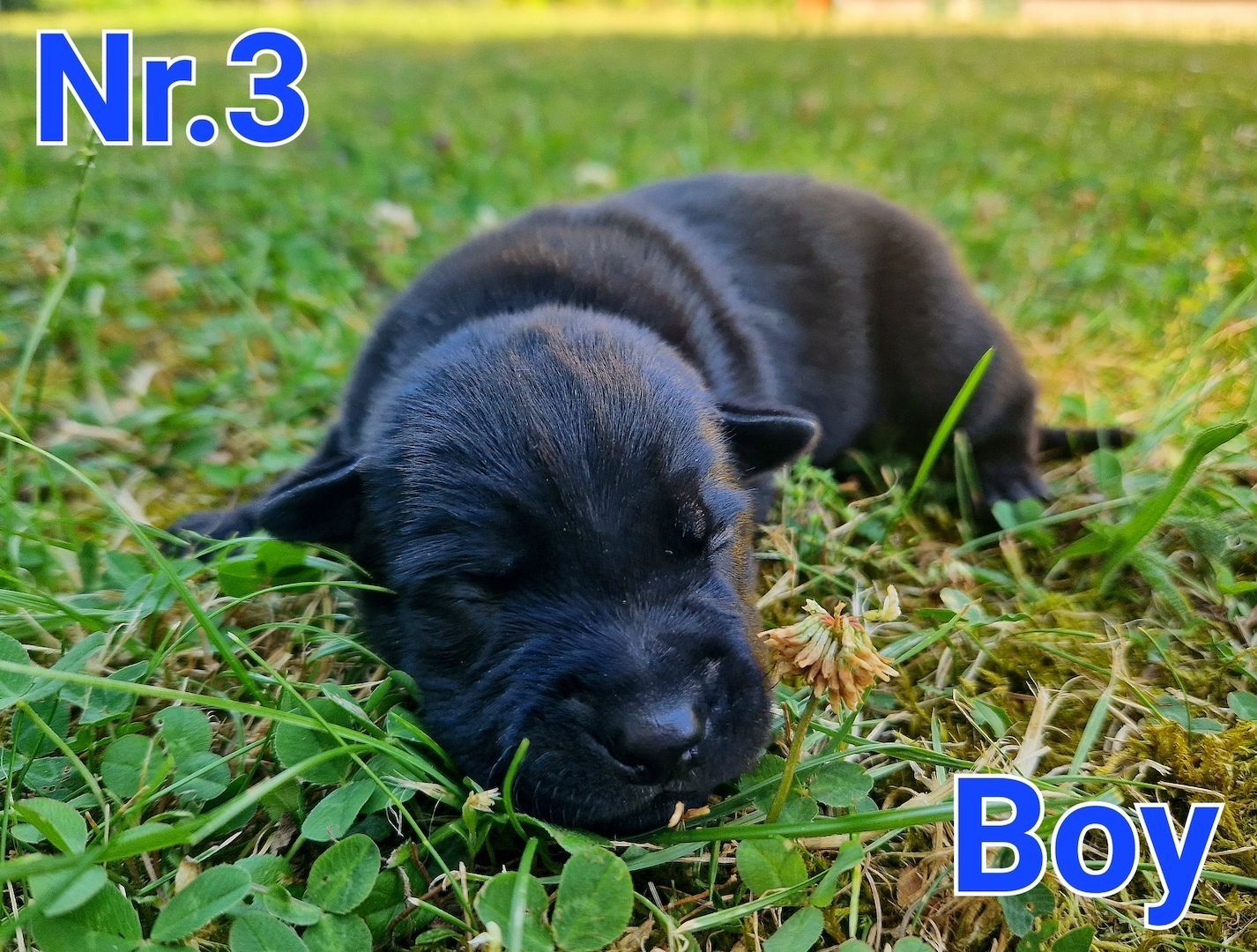 Beautiful Malinois puppies!