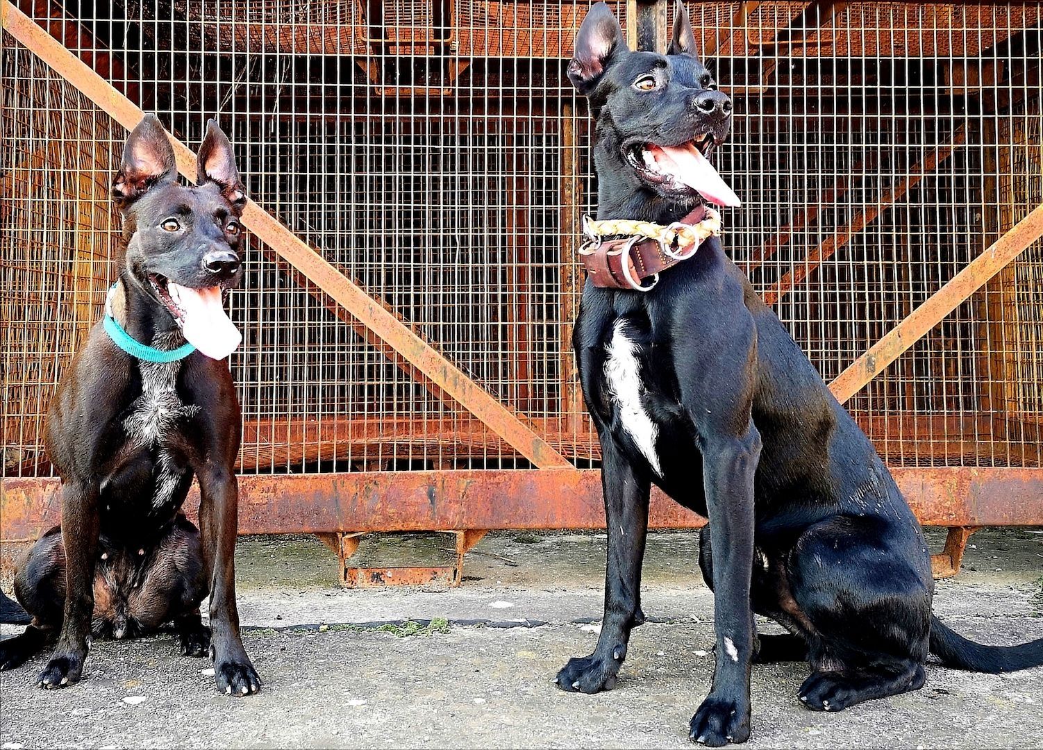 Beautiful Malinois puppies!