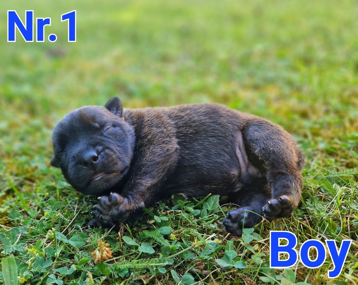 Beautiful Malinois puppies!