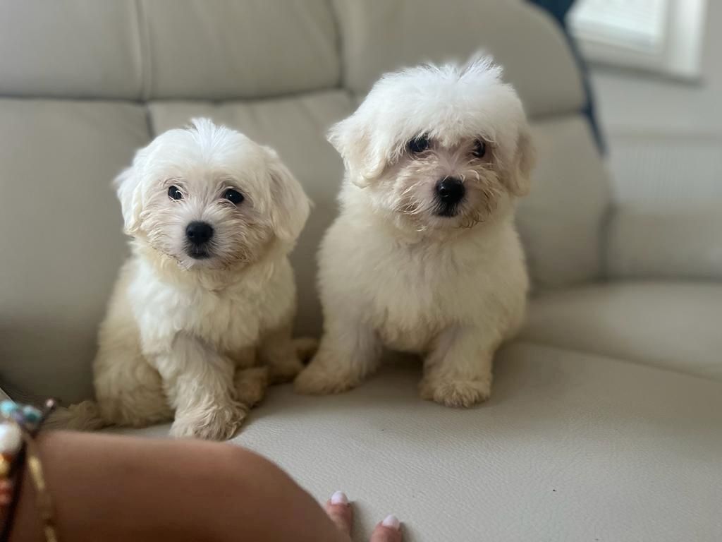 Maltese puppies