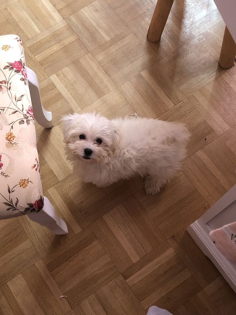 Maltese puppies
