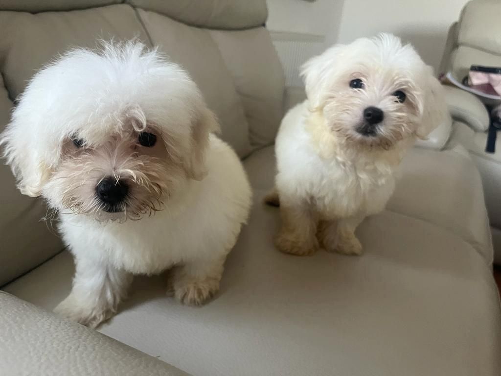 Maltese puppies