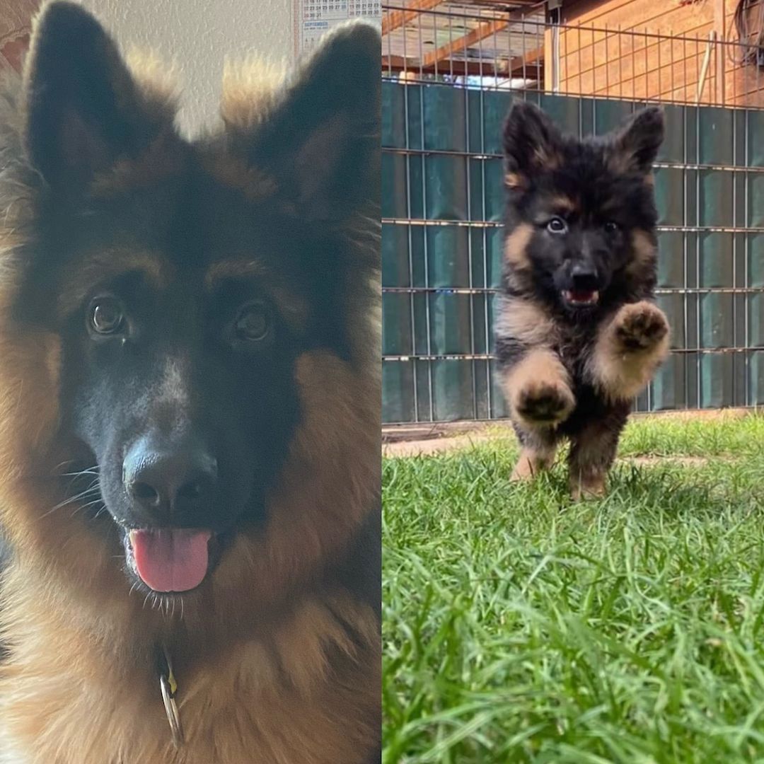 Young German Shepherd urgently needs a new home!