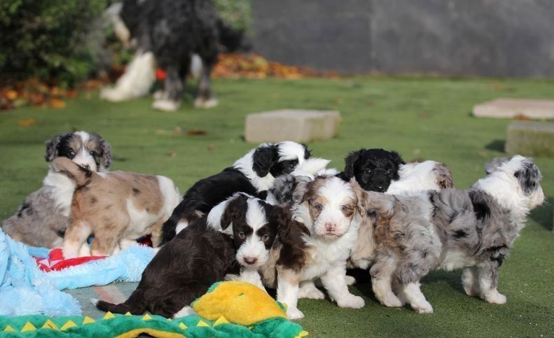 Ghost Merle Border Collie puppies