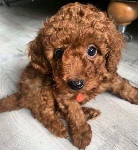 MINIATURE POODLES