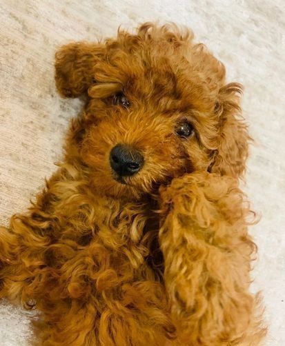 MINIATURE POODLES
