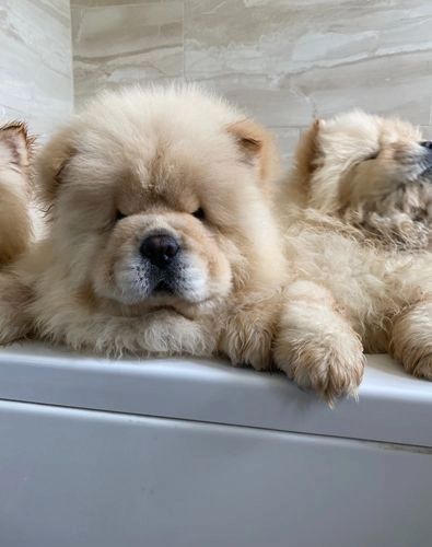 Chow Chow puppies